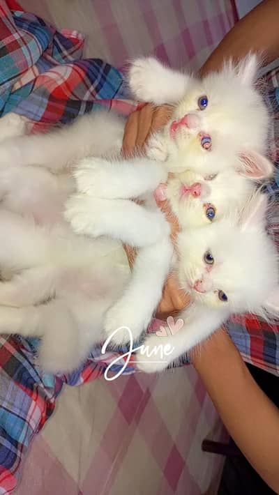 high quality pure white  Persian female kittens 