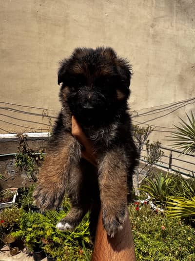 High quality gsd male pup