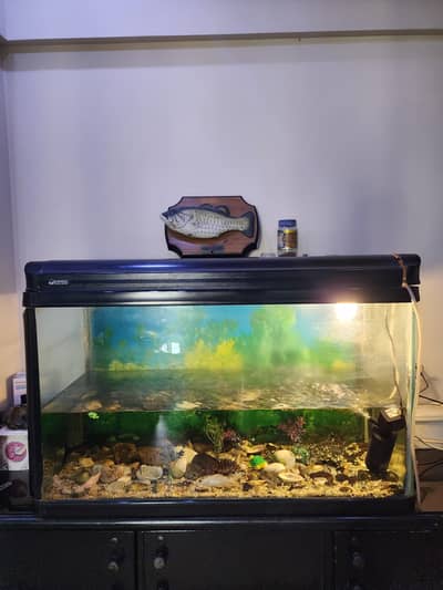 Imported Fish Aquarium