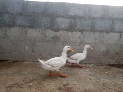 ducks