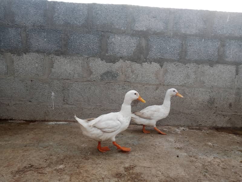 ducks 0