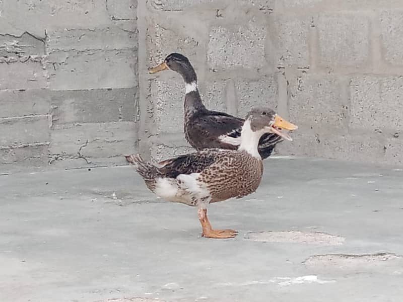 ducks 1