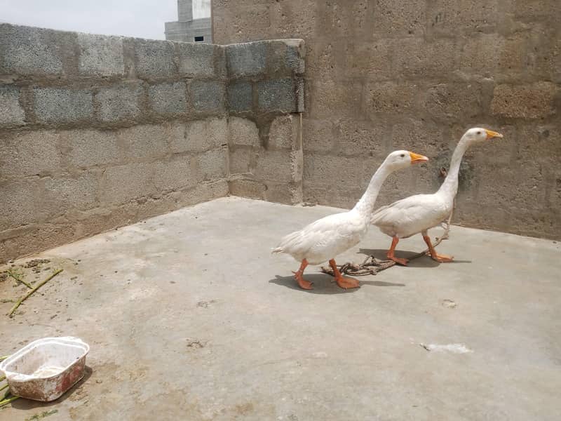 ducks 2