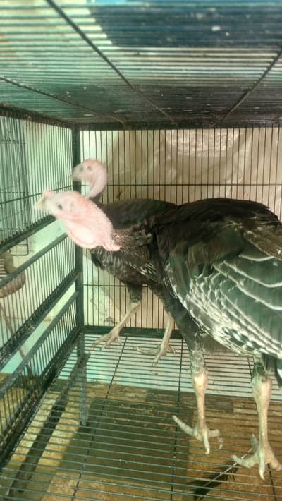 Turkey pair for sale