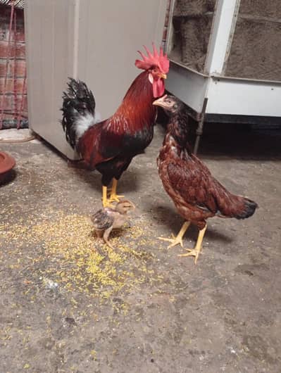 Desi roaster and assel hen with chick