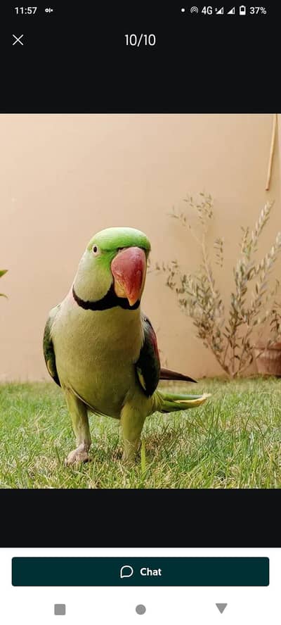 Kashmir Raw Parrot  handtam