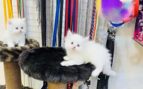 (Persian female kitten) (for sale all) (Pakistan delivery available)