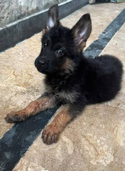 German Shepherd