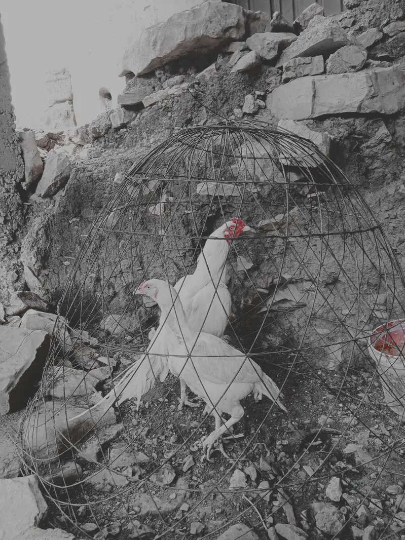 herry jory k egg avlible han fotail — photo 7