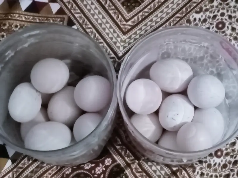 herry jory k egg avlible han fotail — photo 9