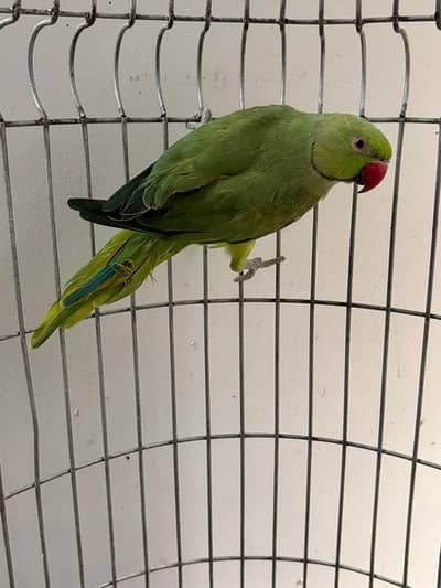 ringneck for sale