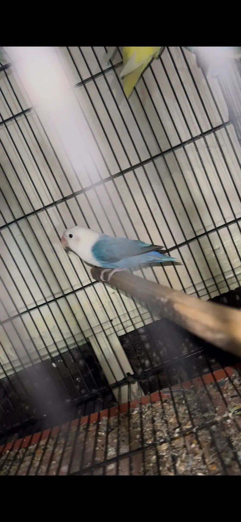 Pale fellow love bird