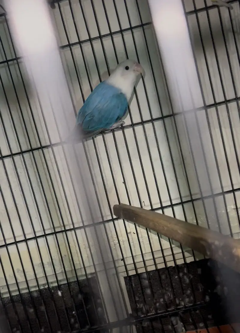 Pale fellow love bird — photo 2