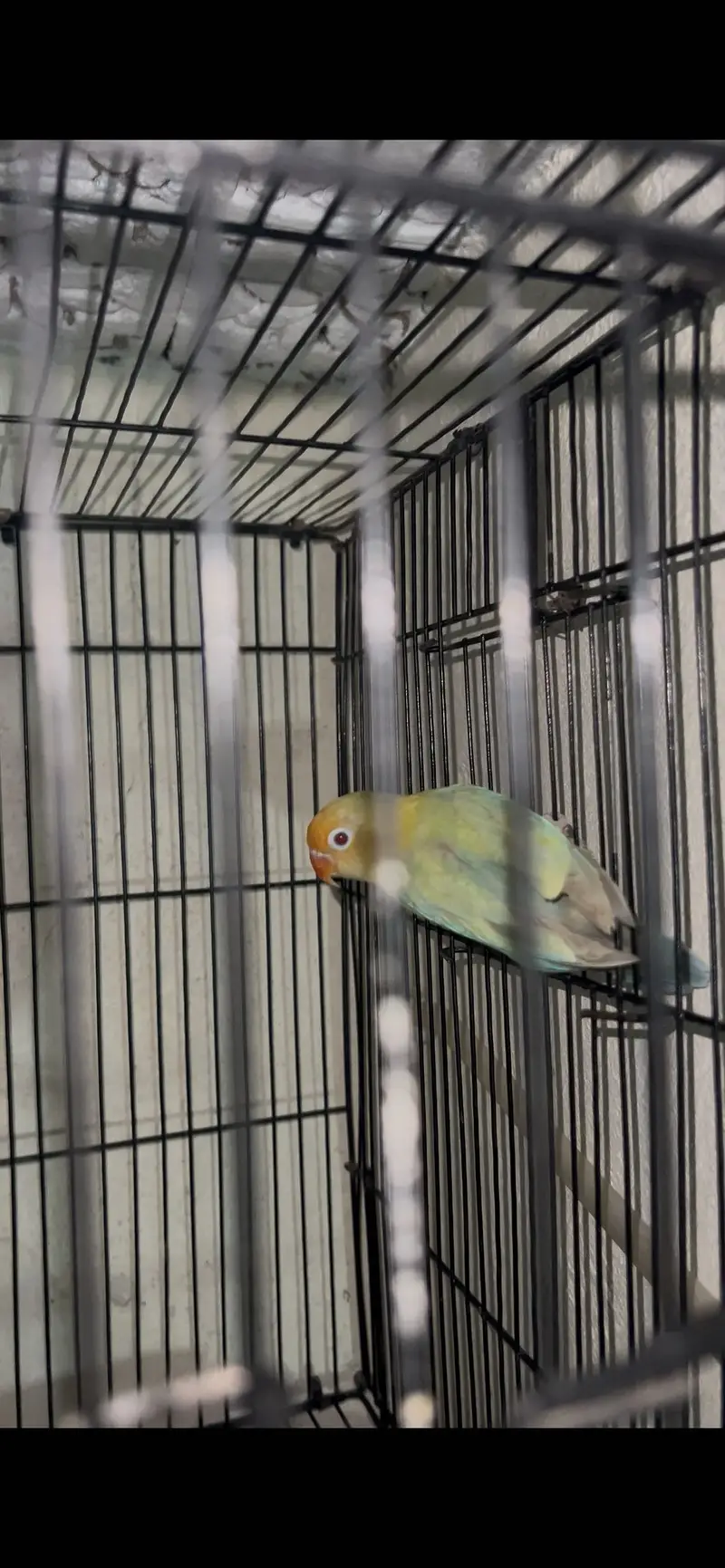 Pale fellow love bird — photo 3