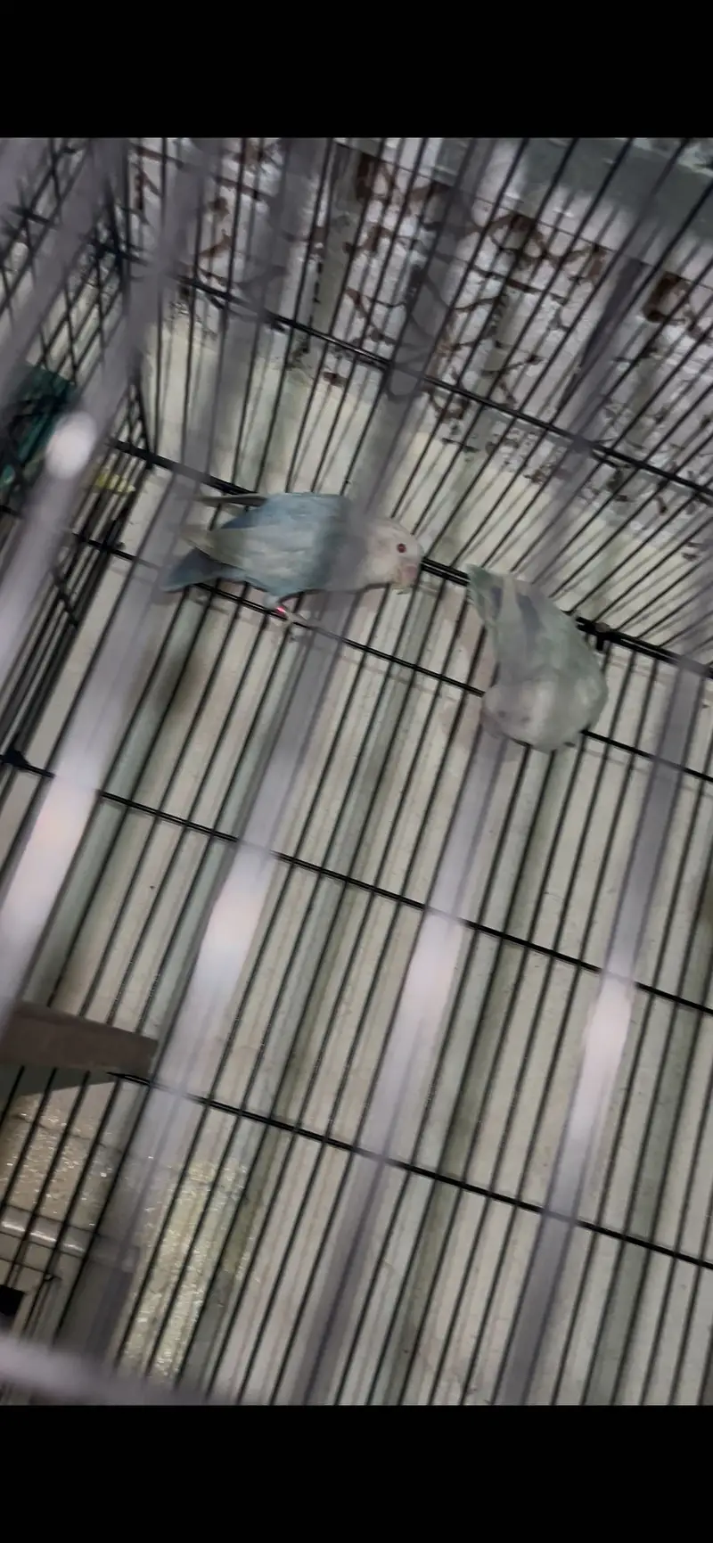 Pale fellow love bird — photo 4