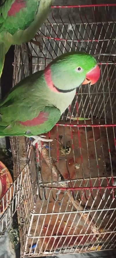 Raw parrot for sale