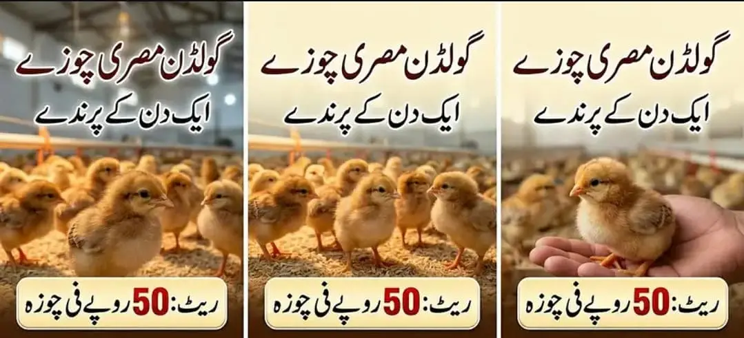 Golden Misri Chicks | Day Old Chicks | Golden chuzy  | misri chicks