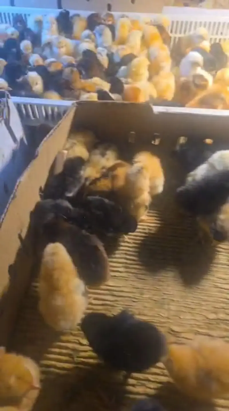 Golden Misri Chicks | Day Old Chicks | Golden chuzy  | misri chicks — photo 2