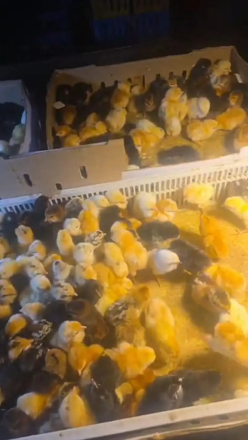 Golden Misri Chicks | Day Old Chicks | Golden chuzy  | misri chicks — photo 3