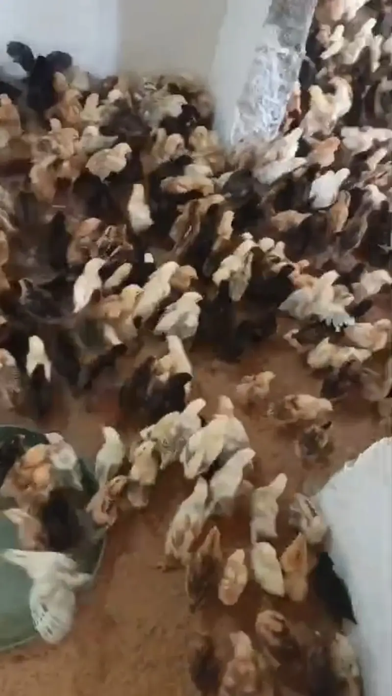 Golden Misri Chicks | Day Old Chicks | Golden chuzy  | misri chicks — photo 4
