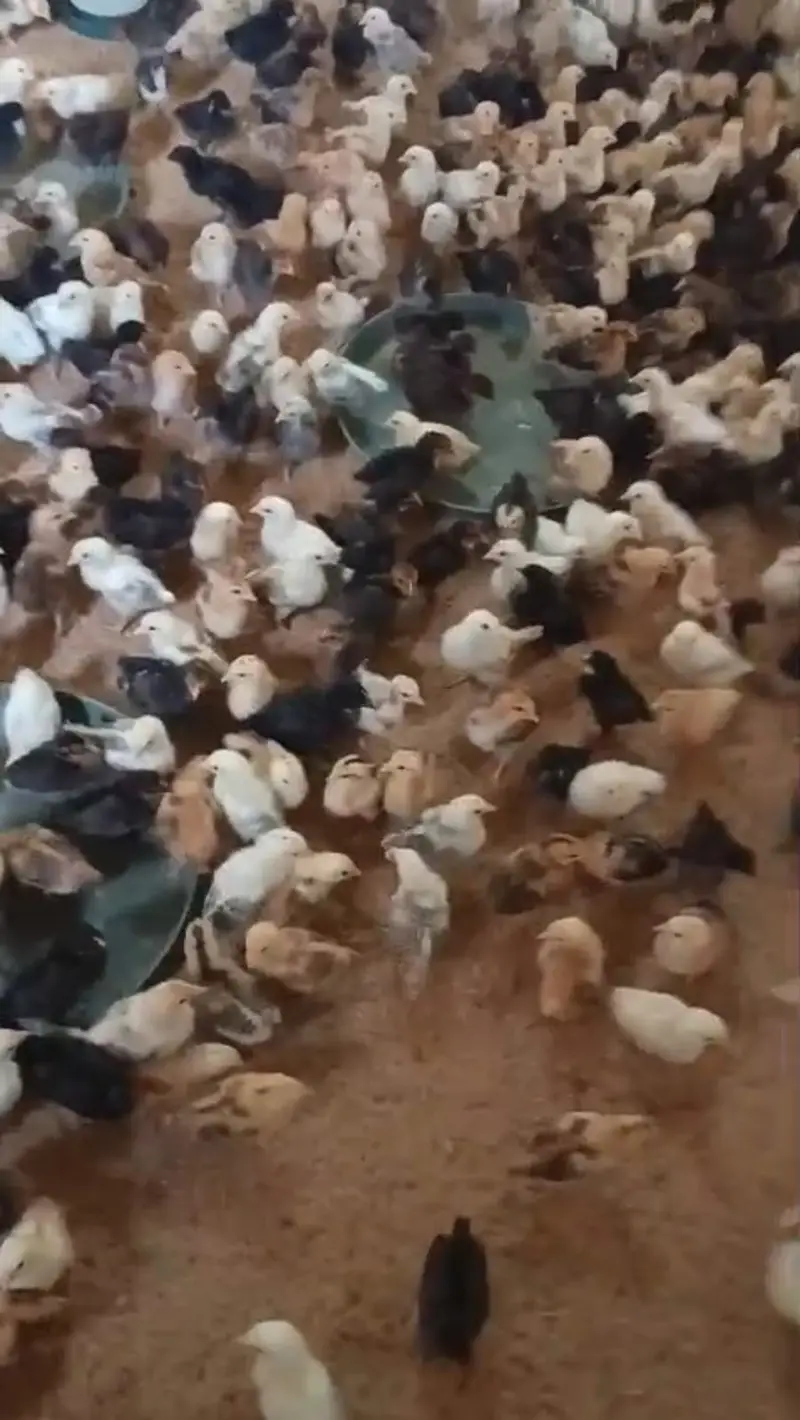 Golden Misri Chicks | Day Old Chicks | Golden chuzy  | misri chicks — photo 5