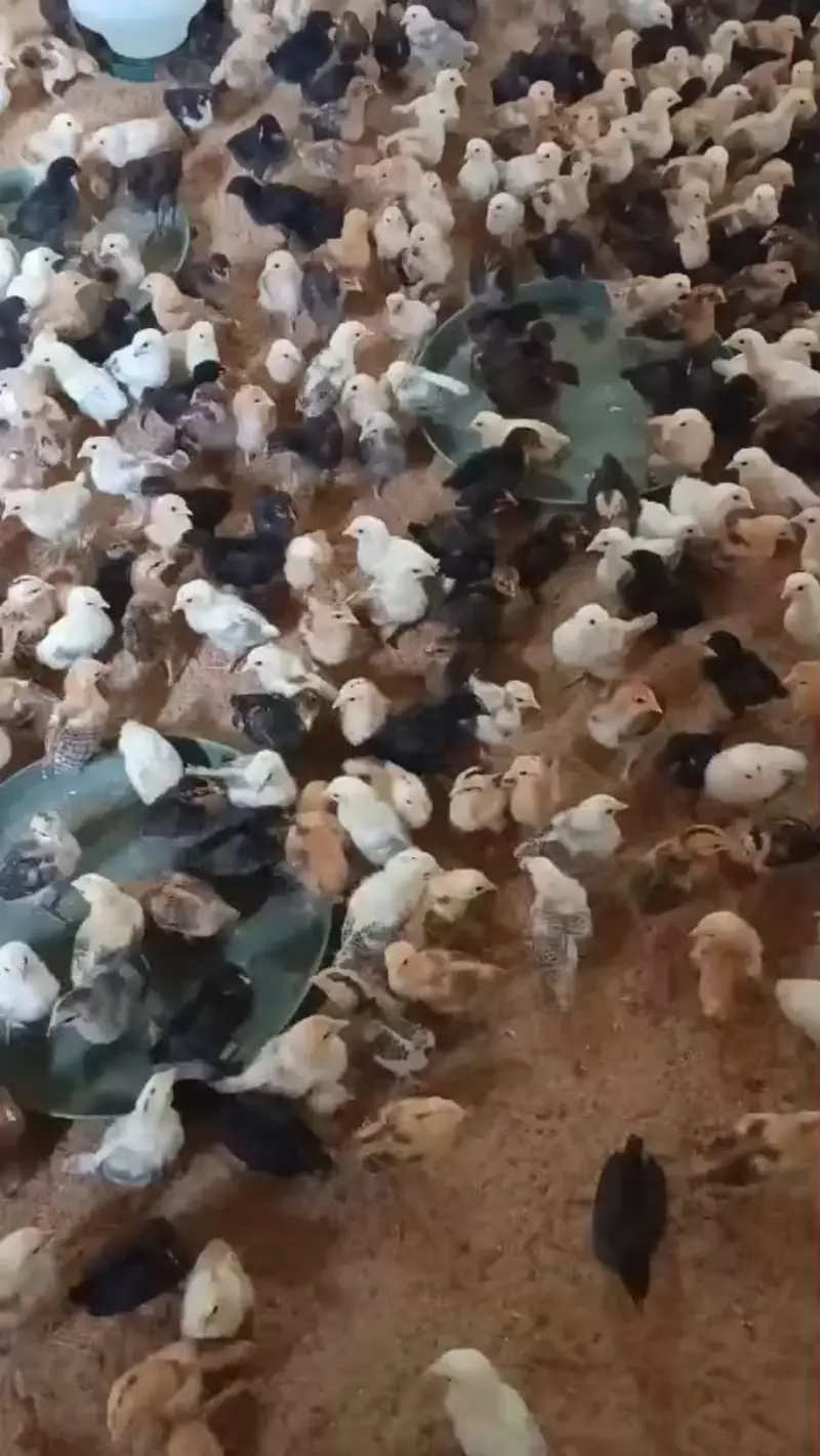 Golden Misri Chicks | Day Old Chicks | Golden chuzy  | misri chicks — photo 6
