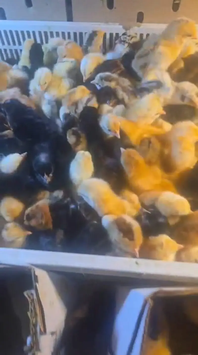 Golden Misri Chicks | Day Old Chicks | Golden chuzy  | misri chicks — photo 7