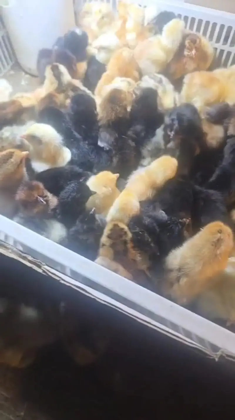 Golden Misri Chicks | Day Old Chicks | Golden chuzy  | misri chicks — photo 8