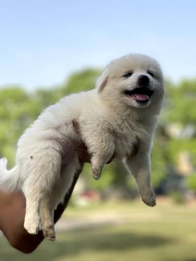Pure Russian Puppies For sale High quality