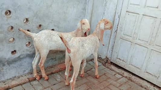 2 Bakre Urgent For Sale Call _ 03102718718