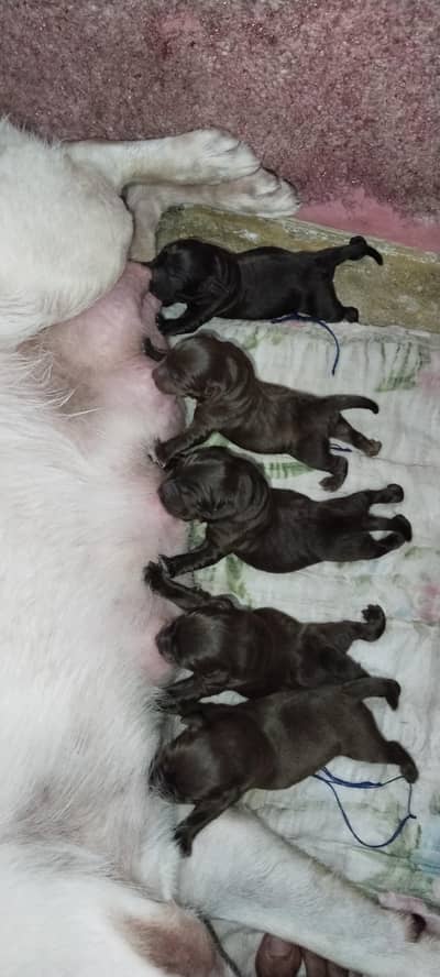 British Labrador puppies/ puppy