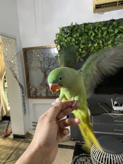 Hand tamed raw parrots