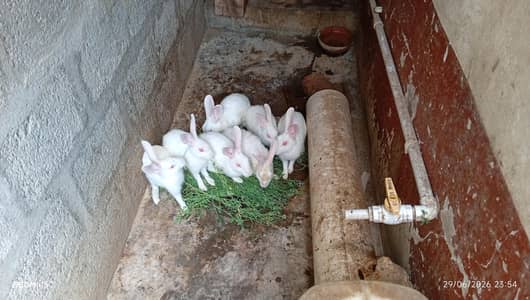 pair of Rabbits  for sale