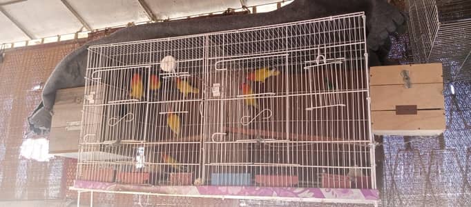 Cage and lutino pair