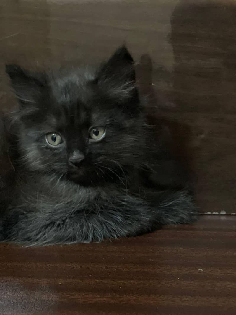 Persain kittens 0