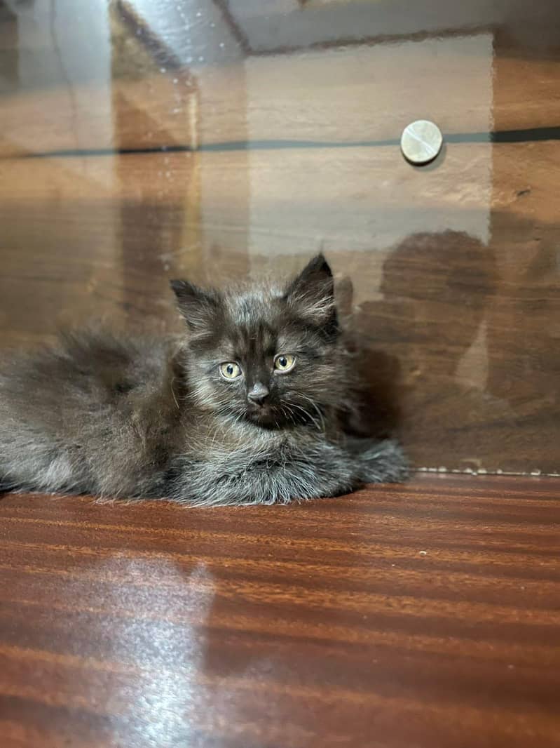 Persain kittens 1