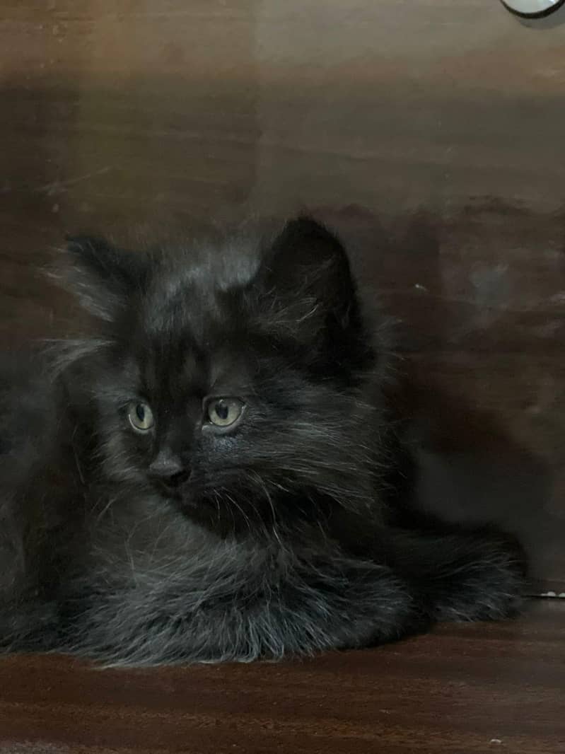 Persain kittens 2