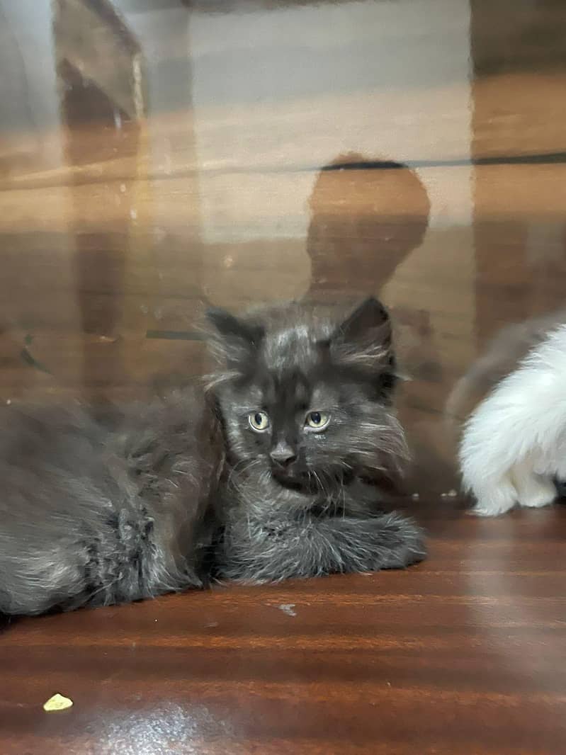 Persain kittens 3