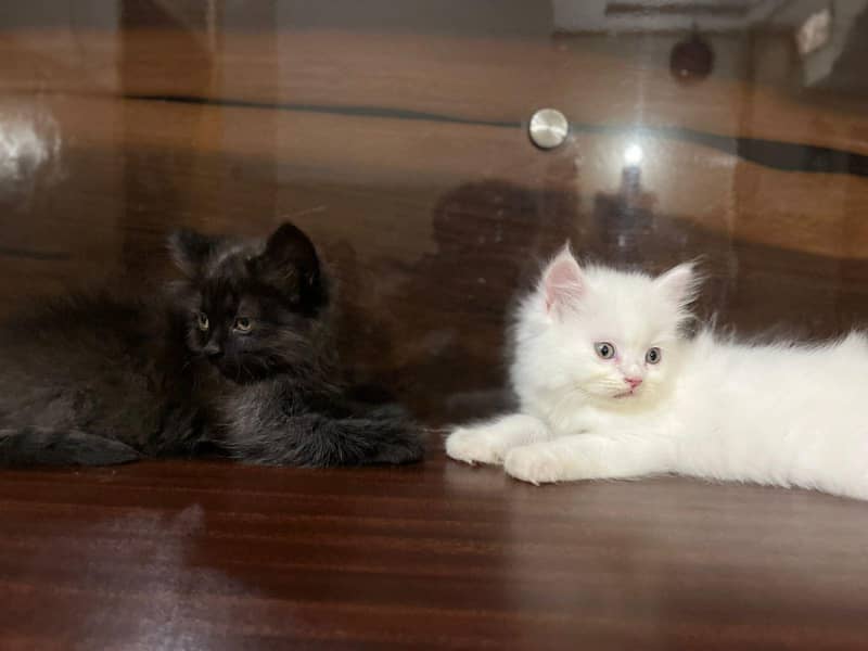 Persain kittens 4