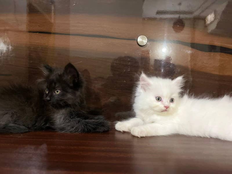 Persain kittens 5
