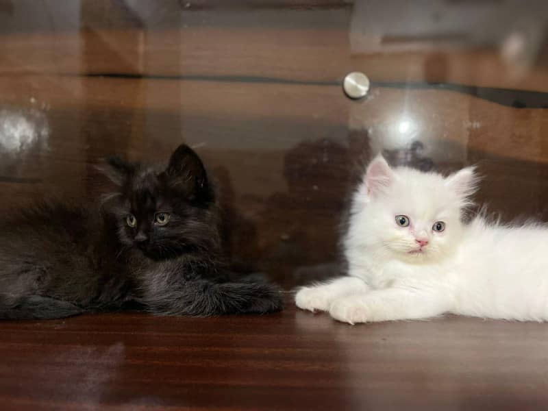 Persain kittens 8