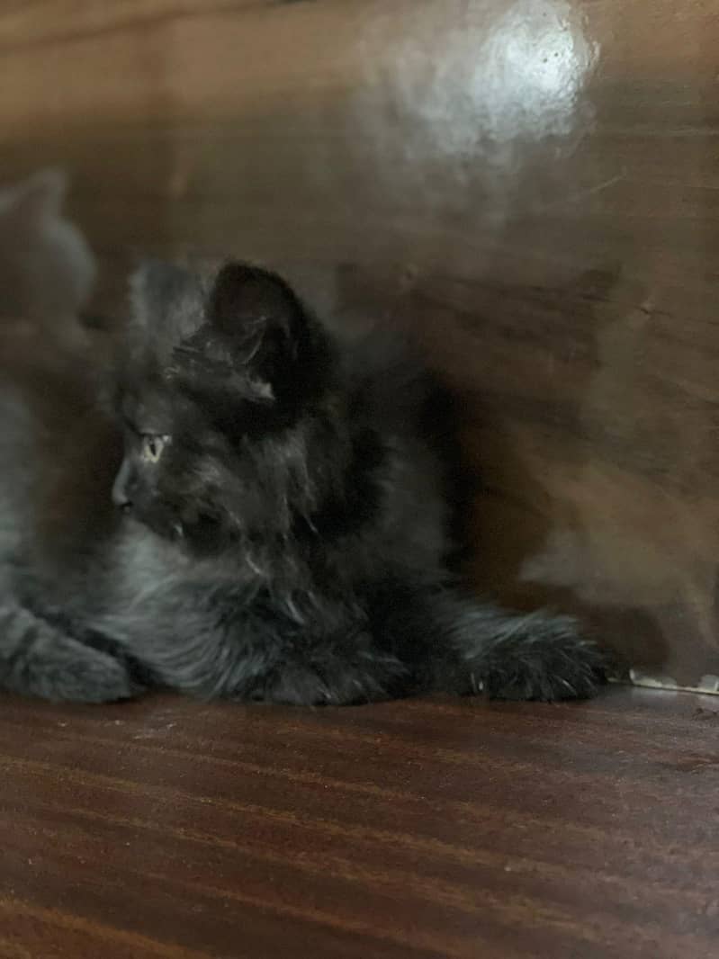 Persain kittens 9