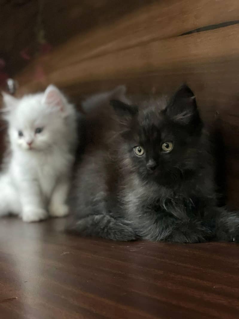 Persain kittens 10