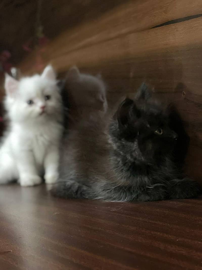 Persain kittens 11