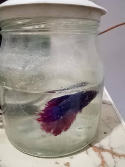 Daniel Fish Pair