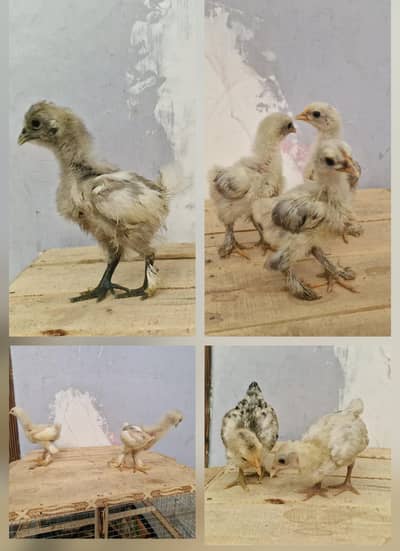 FANCY MIX CHICKS TOP QUALITY