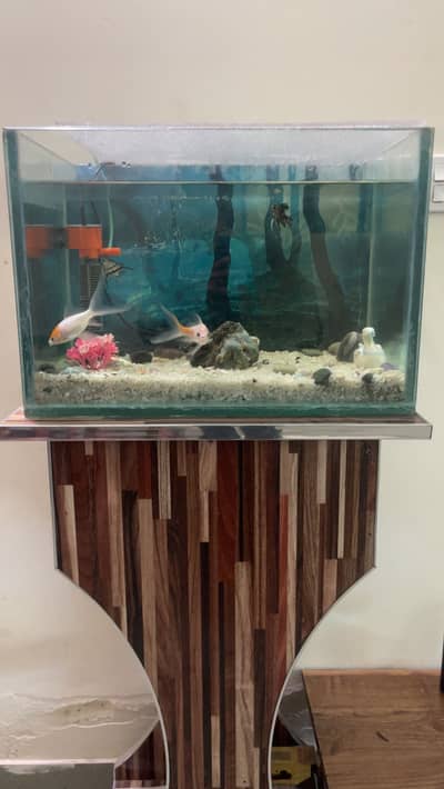 Fish aquarium