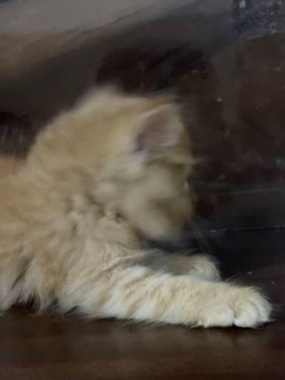 persain kittens