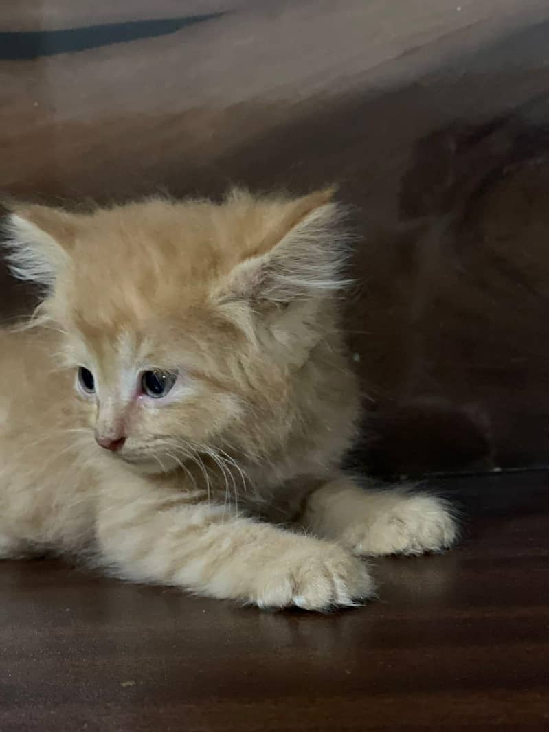 persain kittens 10