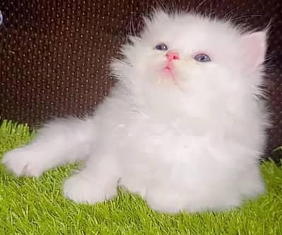 (Persian female kitten) (for sale all) (Pakistan delivery available)